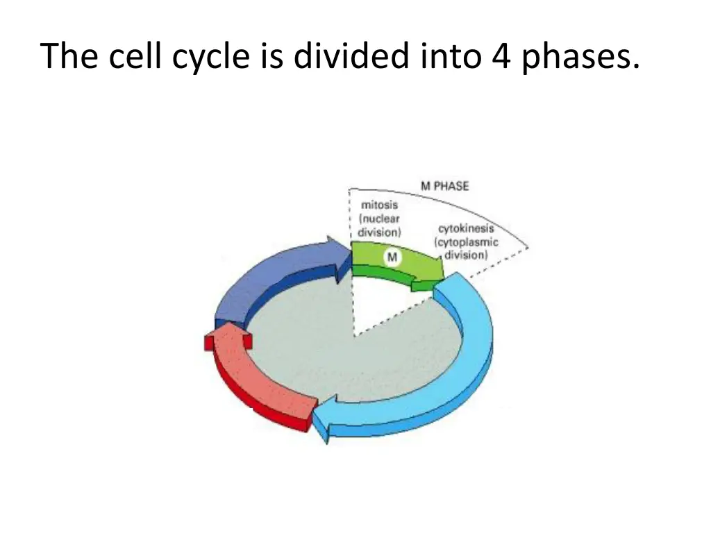 the cell cycle is divided into 4 phases