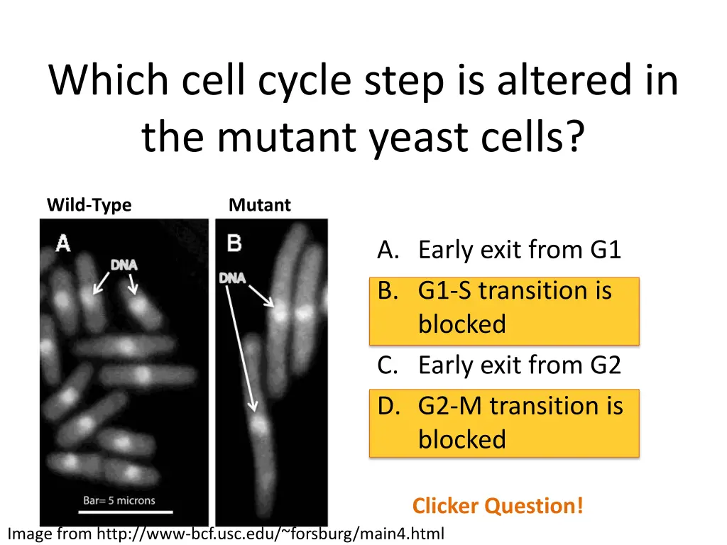 which cell cycle step is altered in the mutant