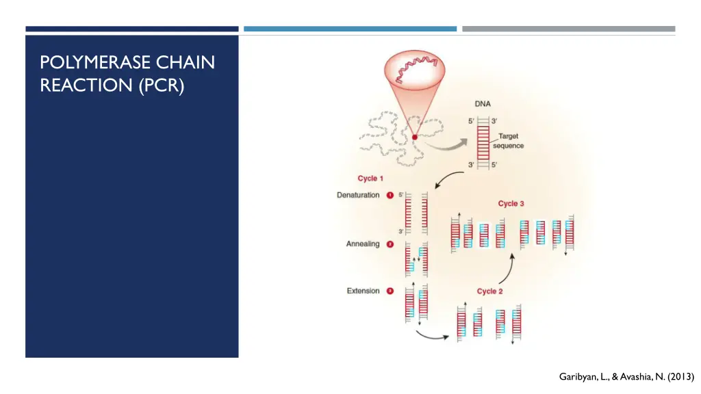 polymerase chain reaction pcr