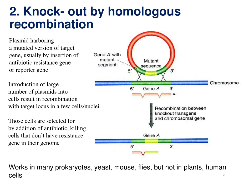 2 knock out by homologous recombination