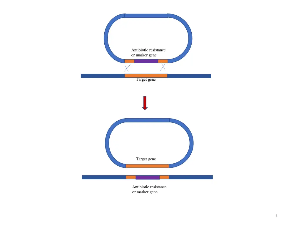 antibiotic resistance or marker gene