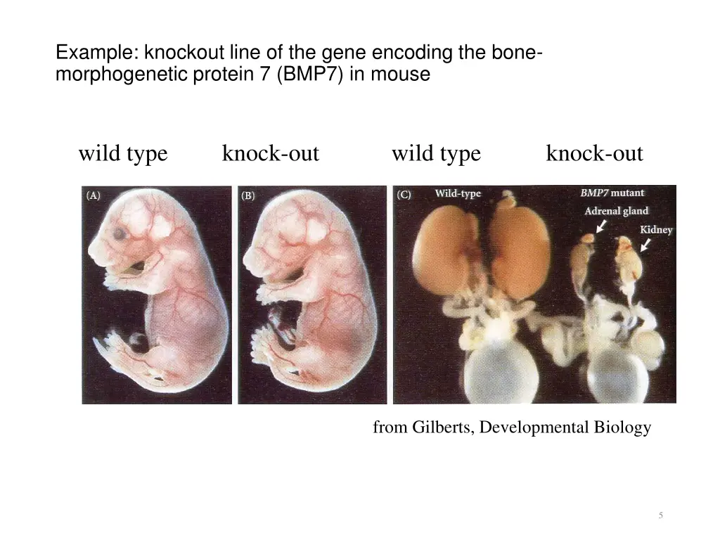 example knockout line of the gene encoding