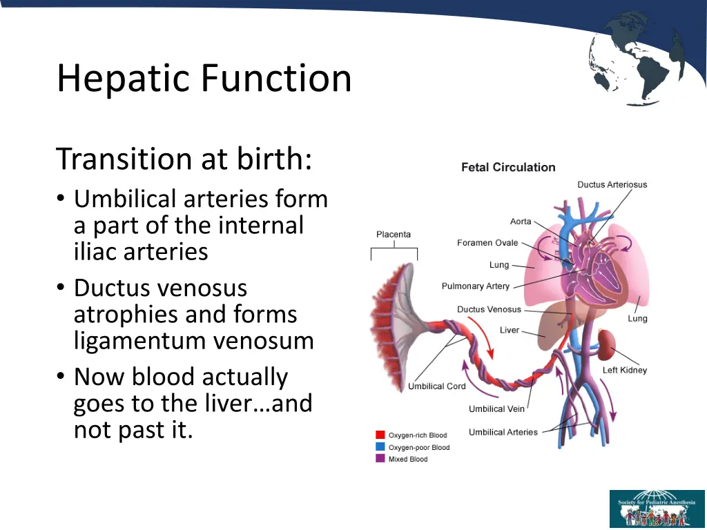 hepatic function