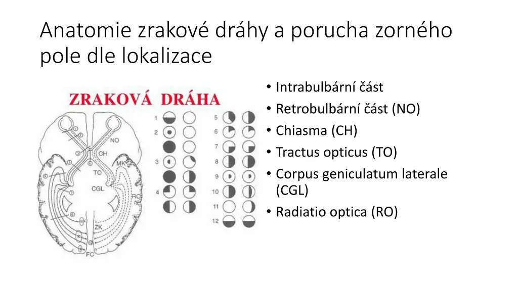 anatomie zrakov dr hy a porucha zorn ho pole