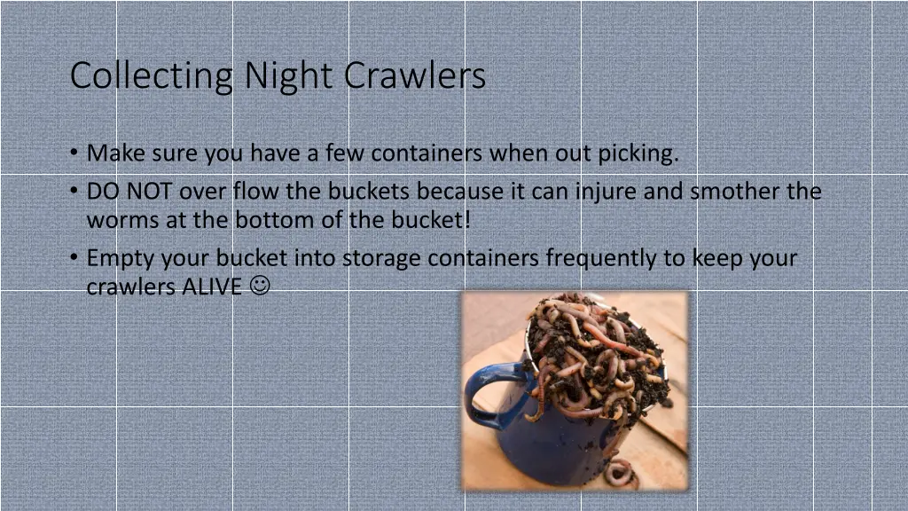 collecting night crawlers