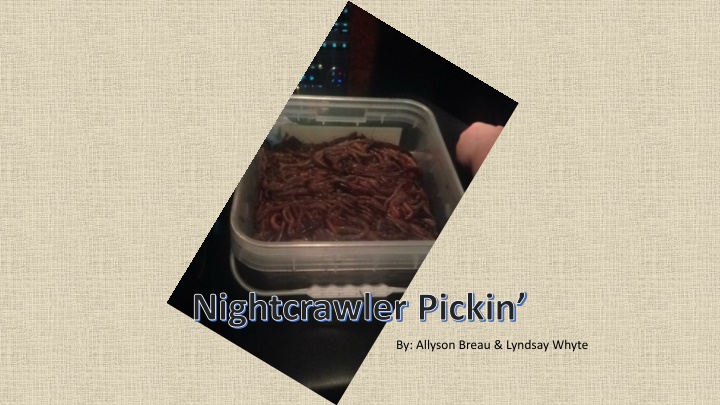 nightcrawler pickin