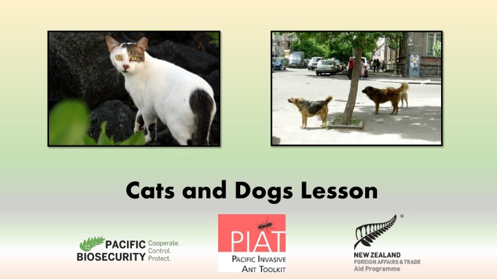 cats and dogs lesson