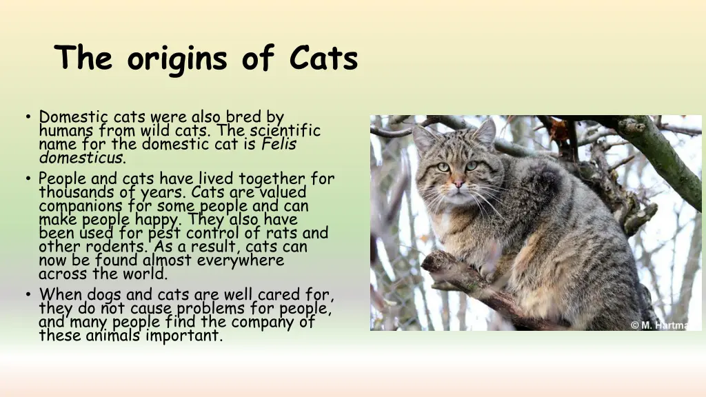 the origins of cats