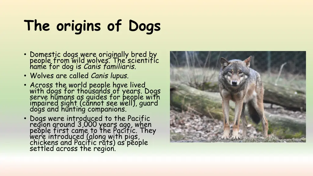 the origins of dogs