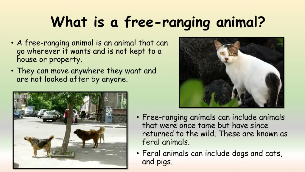 what is a free ranging animal