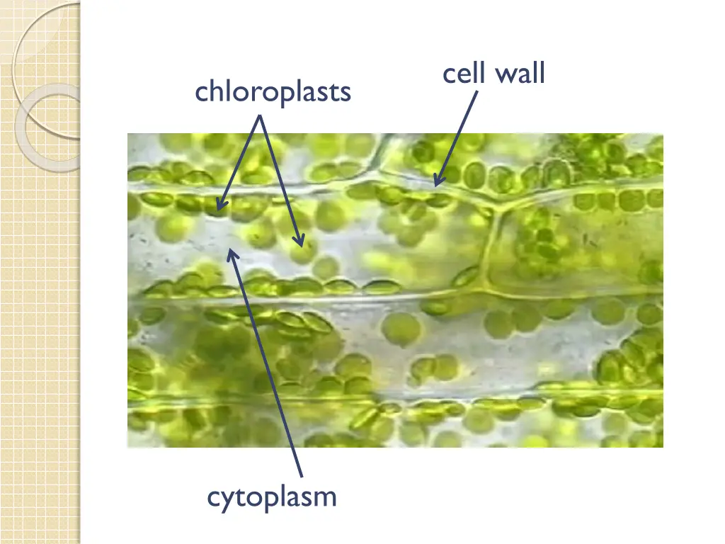 cell wall