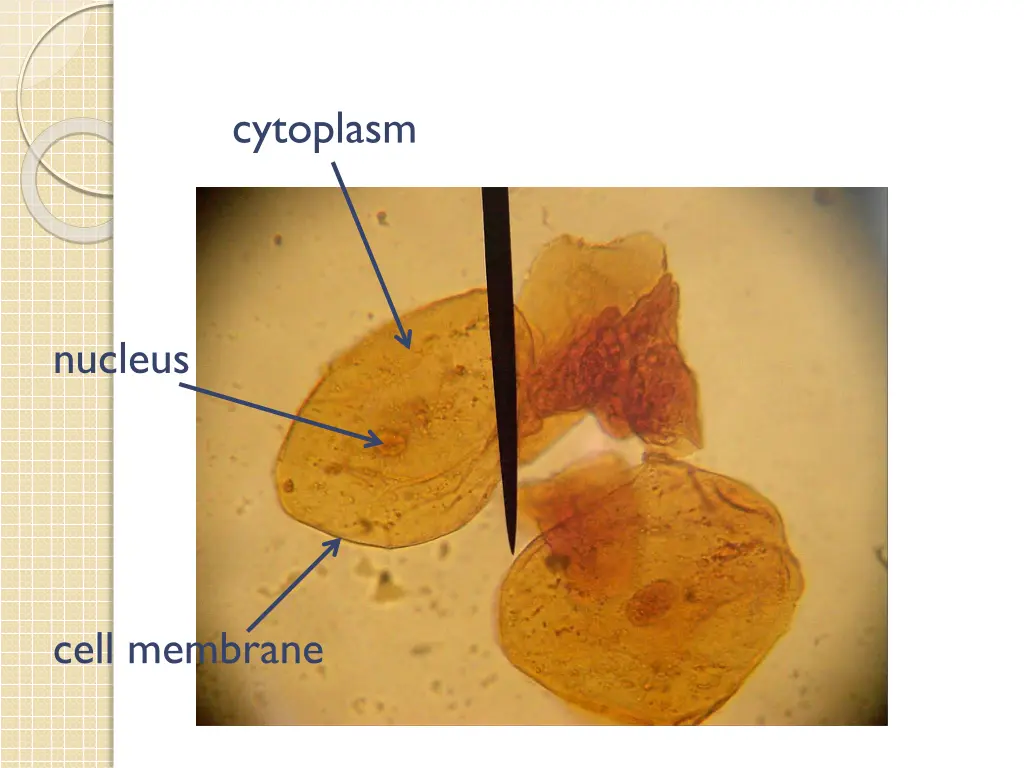 cytoplasm