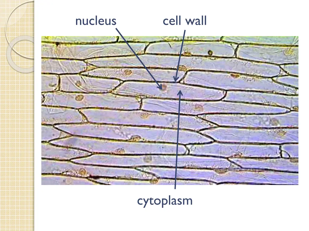 nucleus