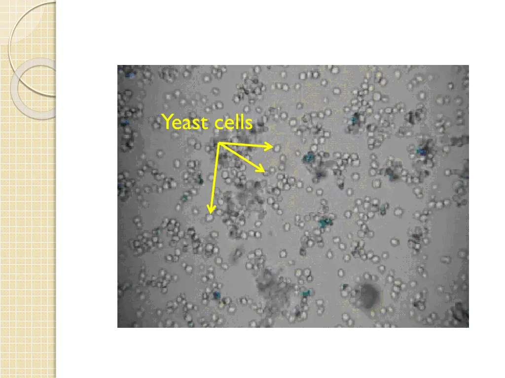 yeast cells