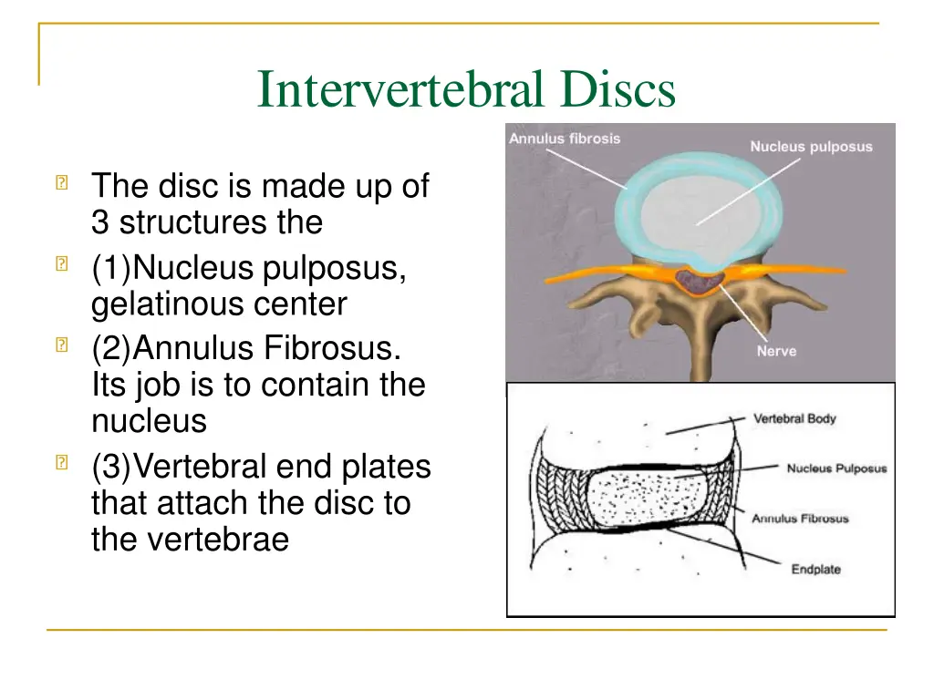 intervertebral discs 1