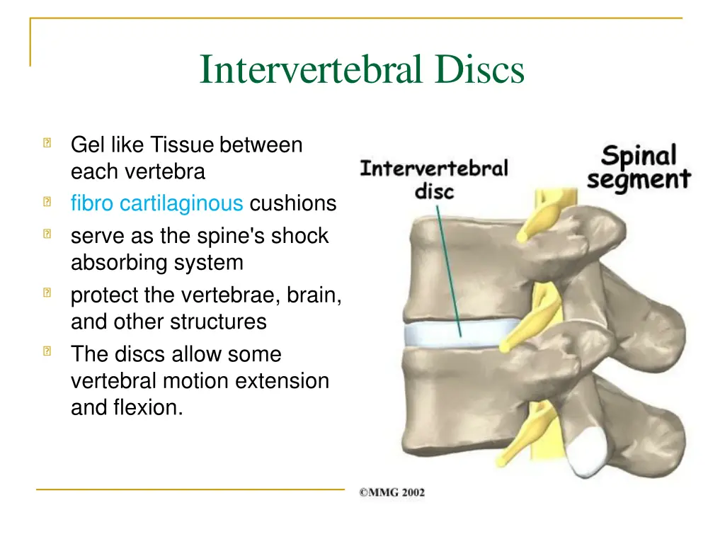 intervertebral discs