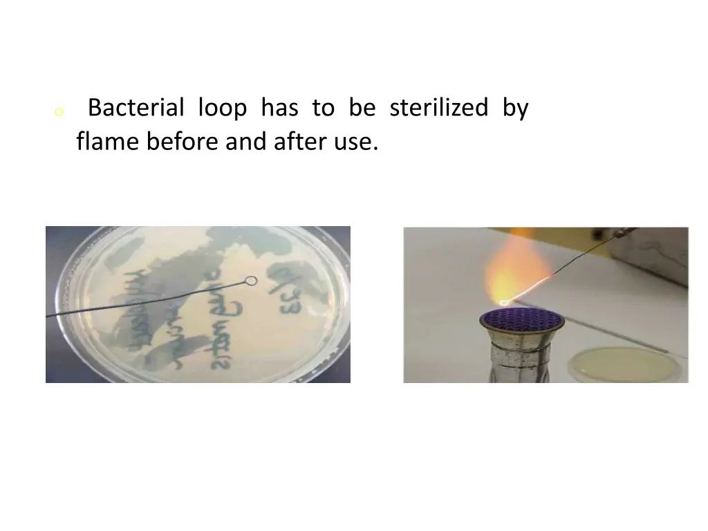 o bacterial loop has to be sterilized by flame