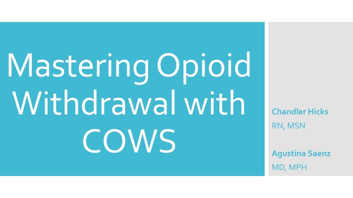 mastering opioid withdrawal with cows