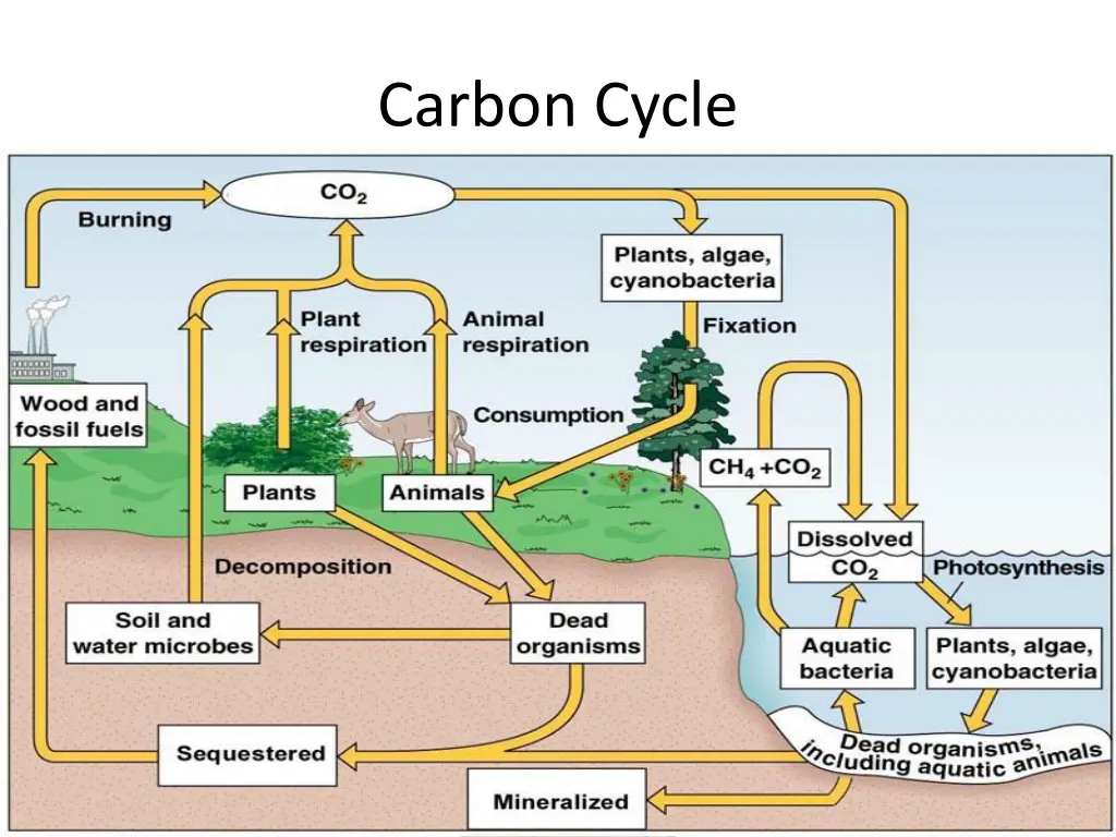 carbon cycle