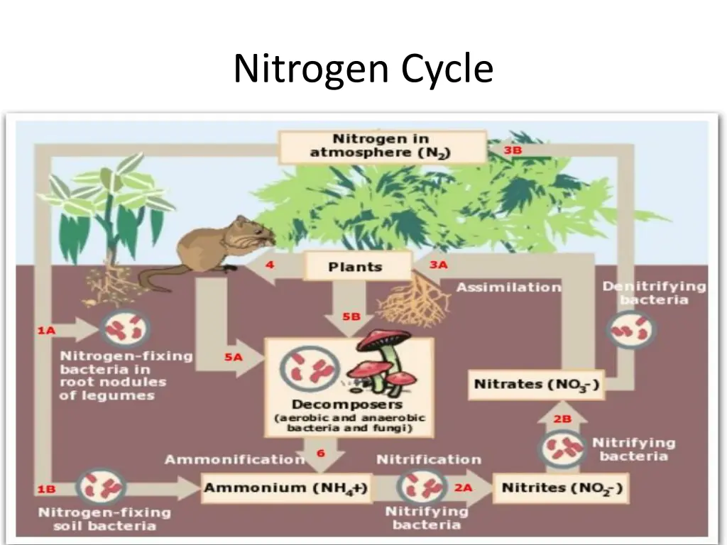 nitrogen cycle