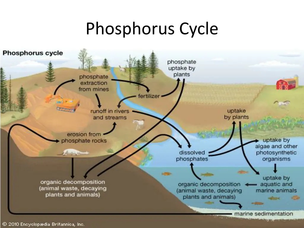 phosphorus cycle