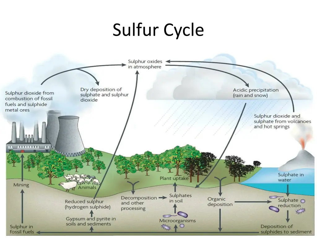 sulfur cycle