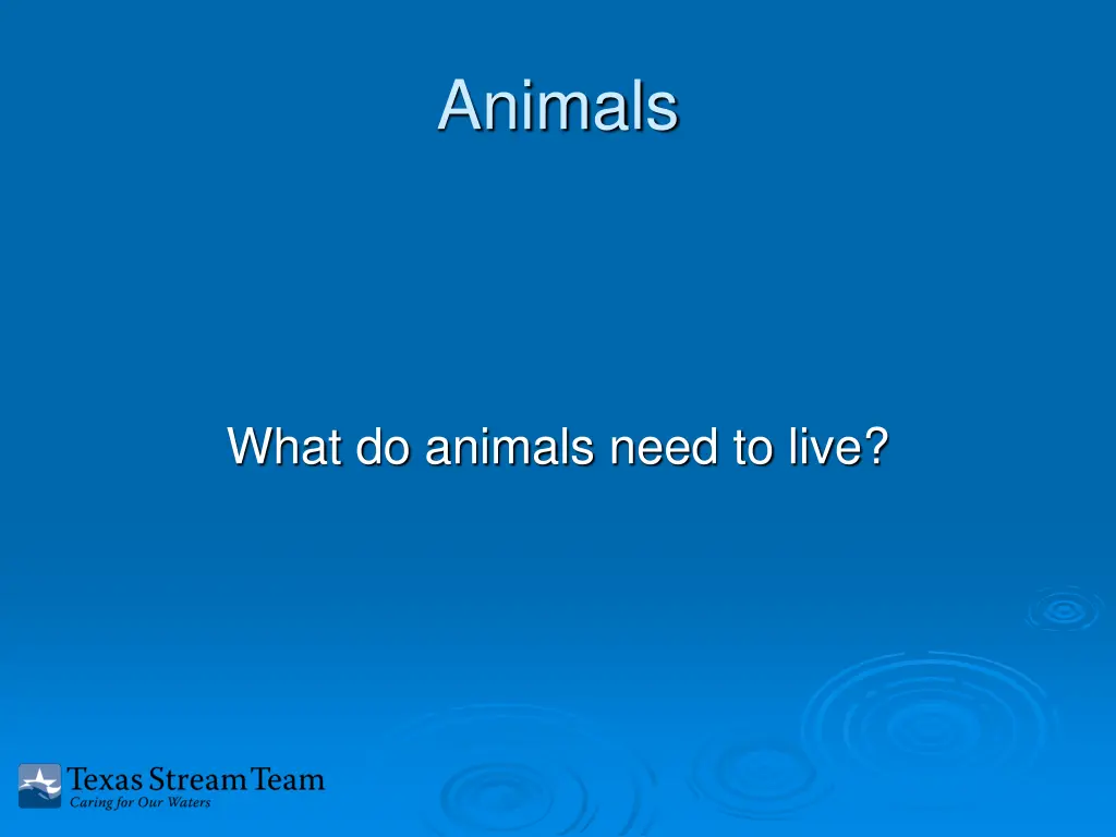 animals