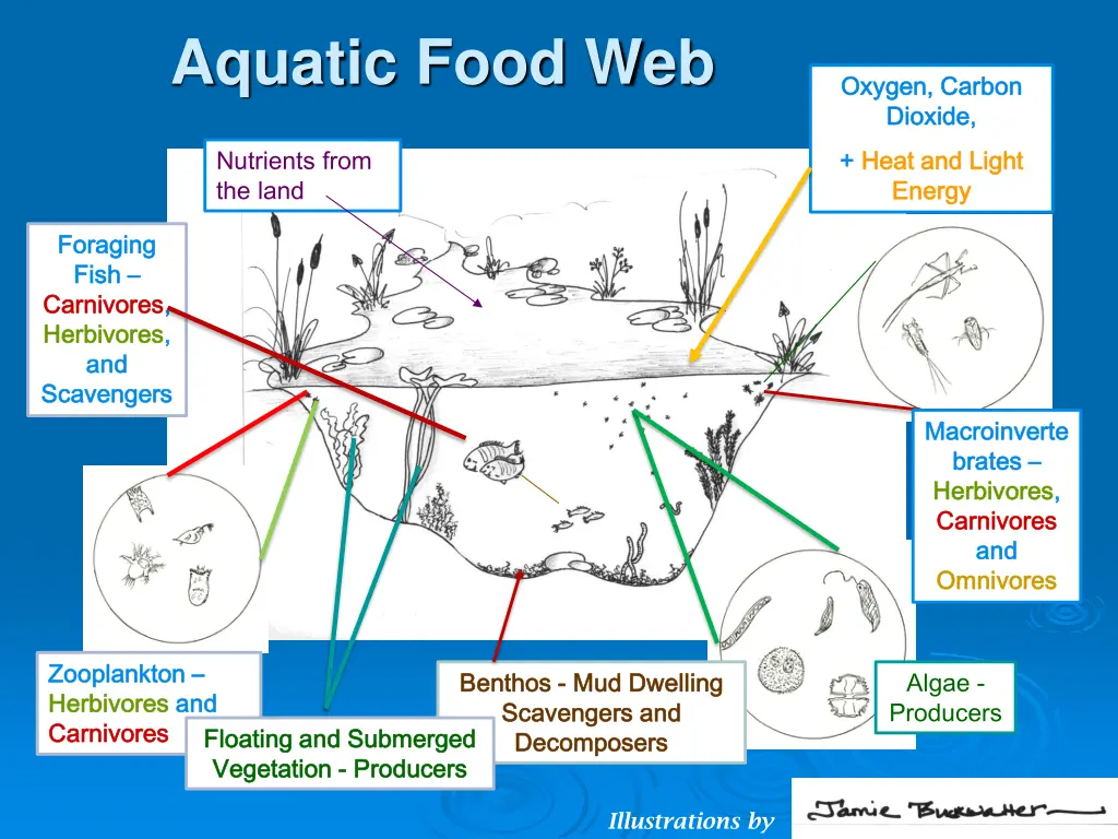 aquatic food web