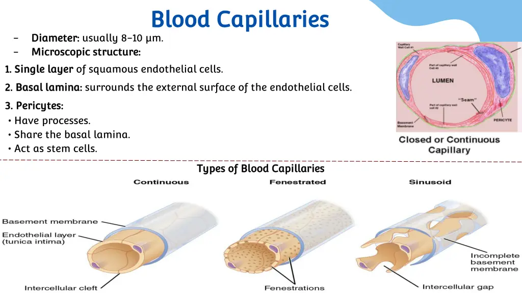 blood capillaries blood capillaries