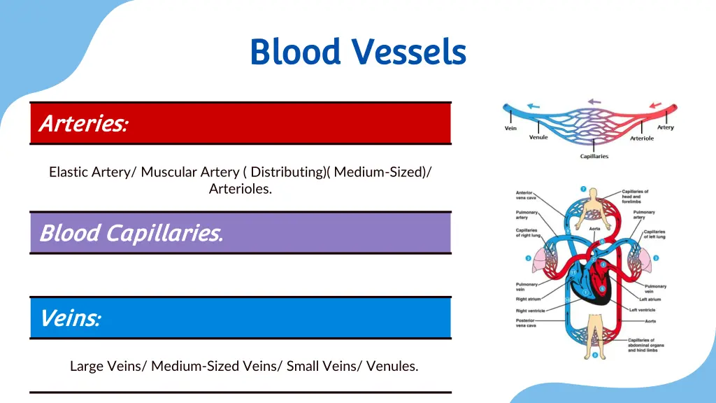 blood vessels blood vessels