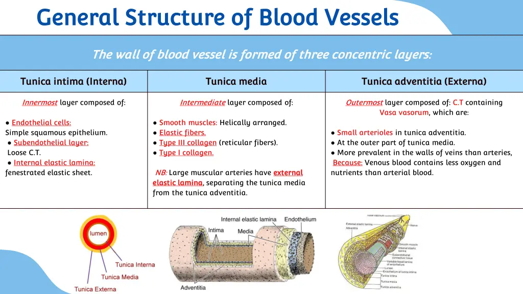 general structure of blood vessels general