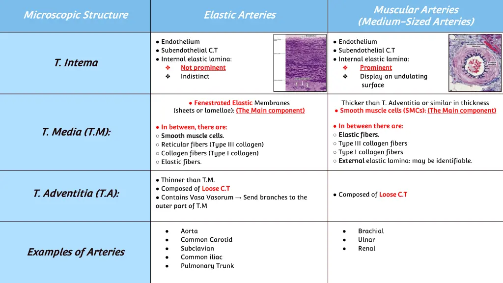 muscular arteries muscular arteries medium medium