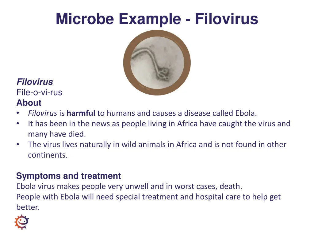 microbe example filovirus