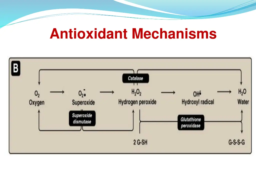 antioxidant mechanisms