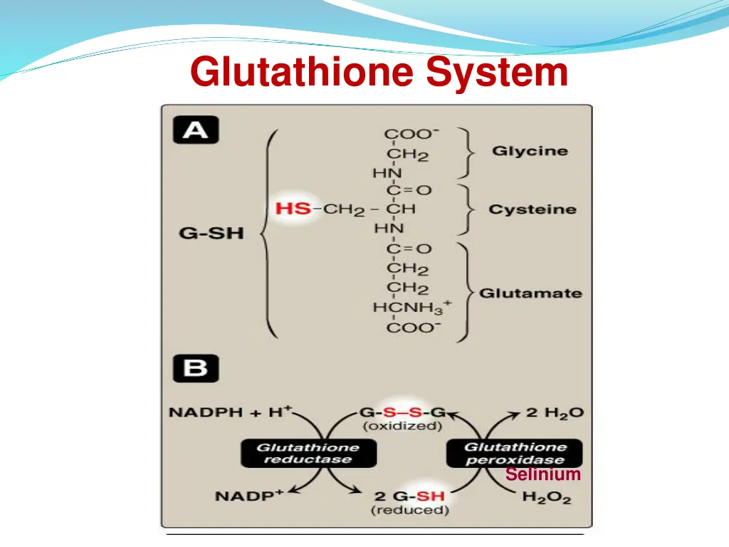 glutathione system