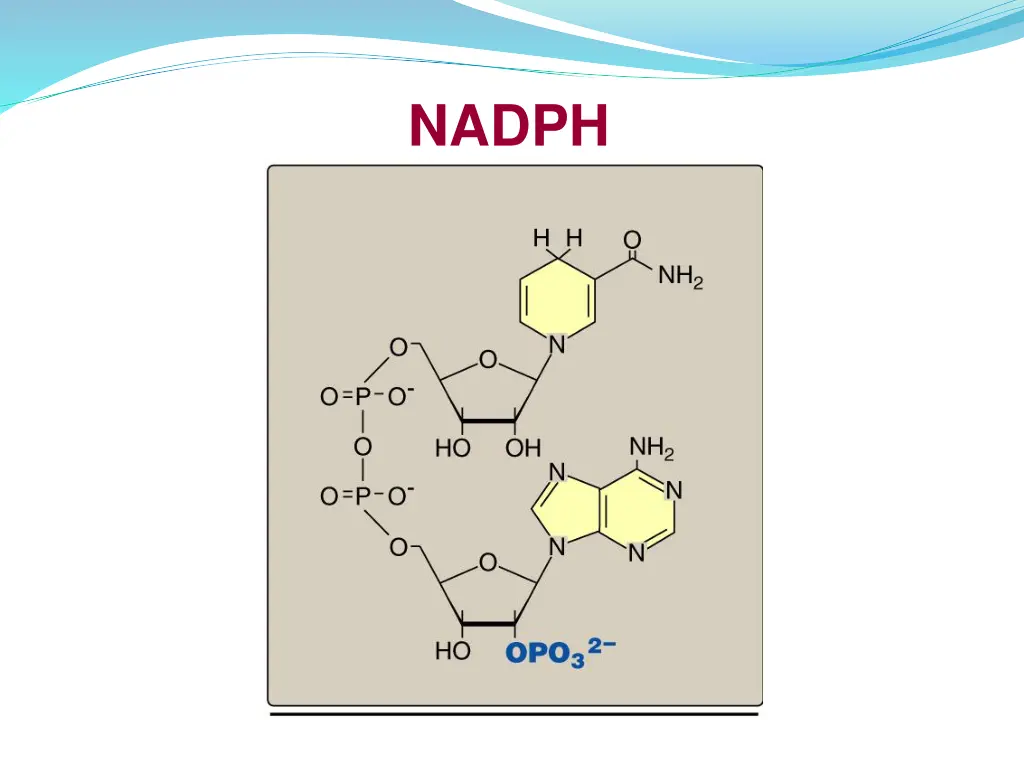 nadph