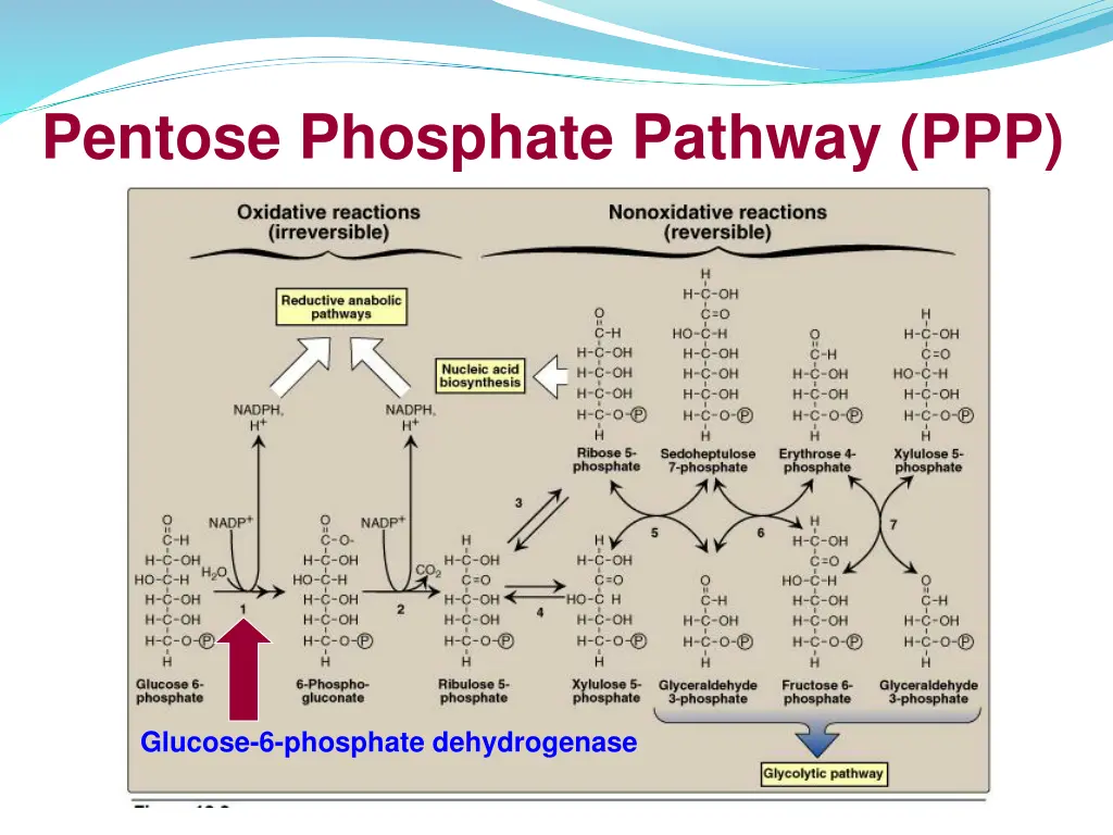 pentose phosphate pathway ppp