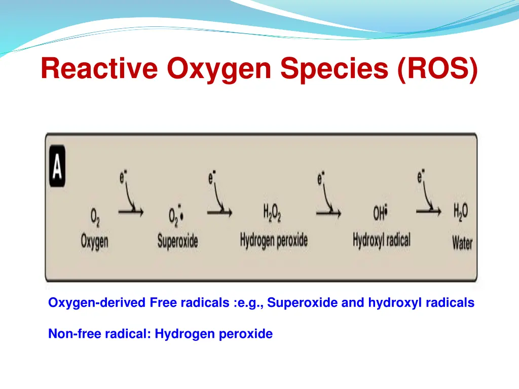 reactive oxygen species ros