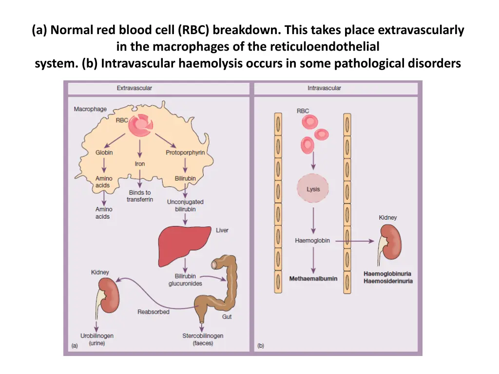 a normal red blood cell rbc breakdown this takes