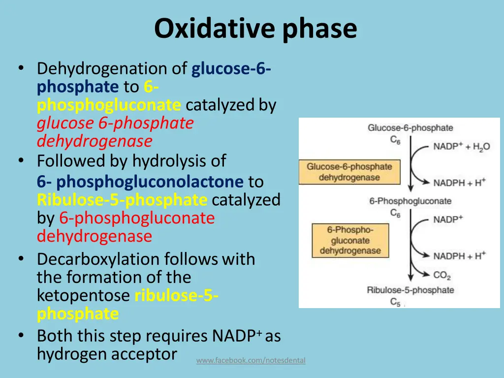 oxidativephase