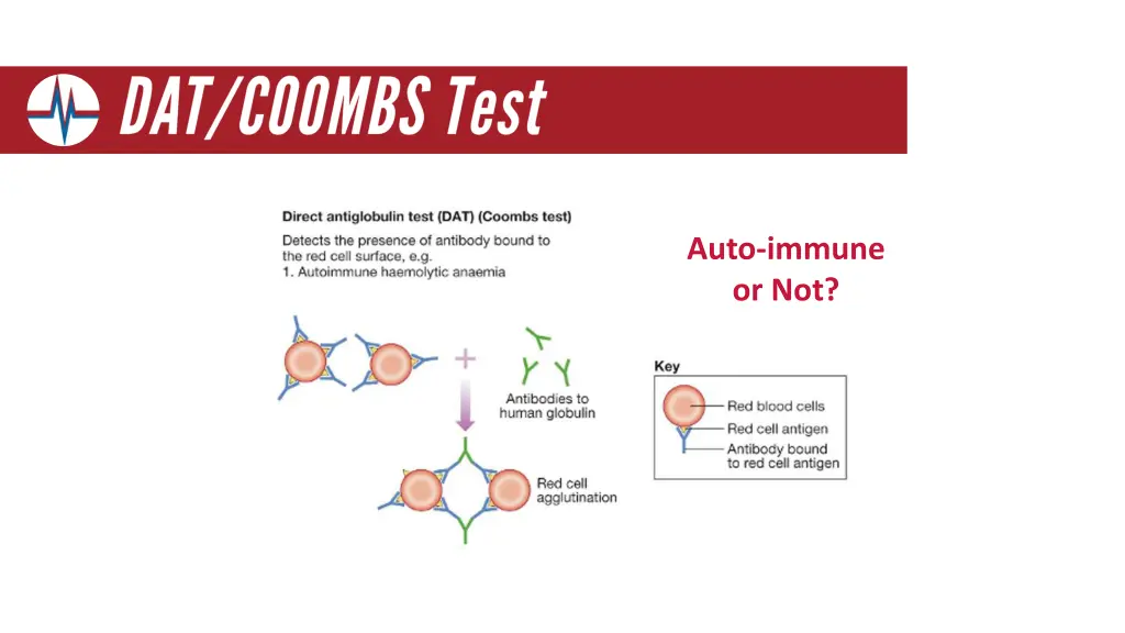 auto immune or not