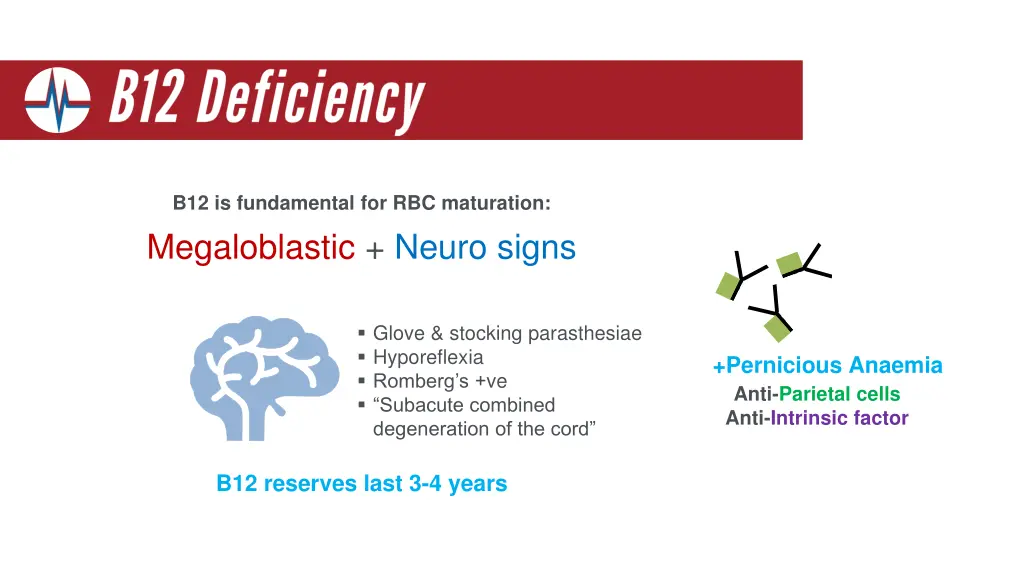 b12 is fundamental for rbc maturation