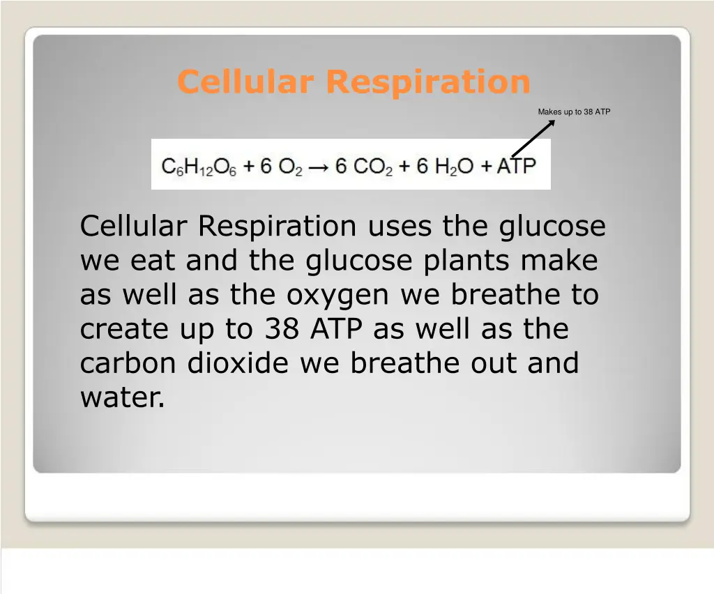 cellular respiration 4