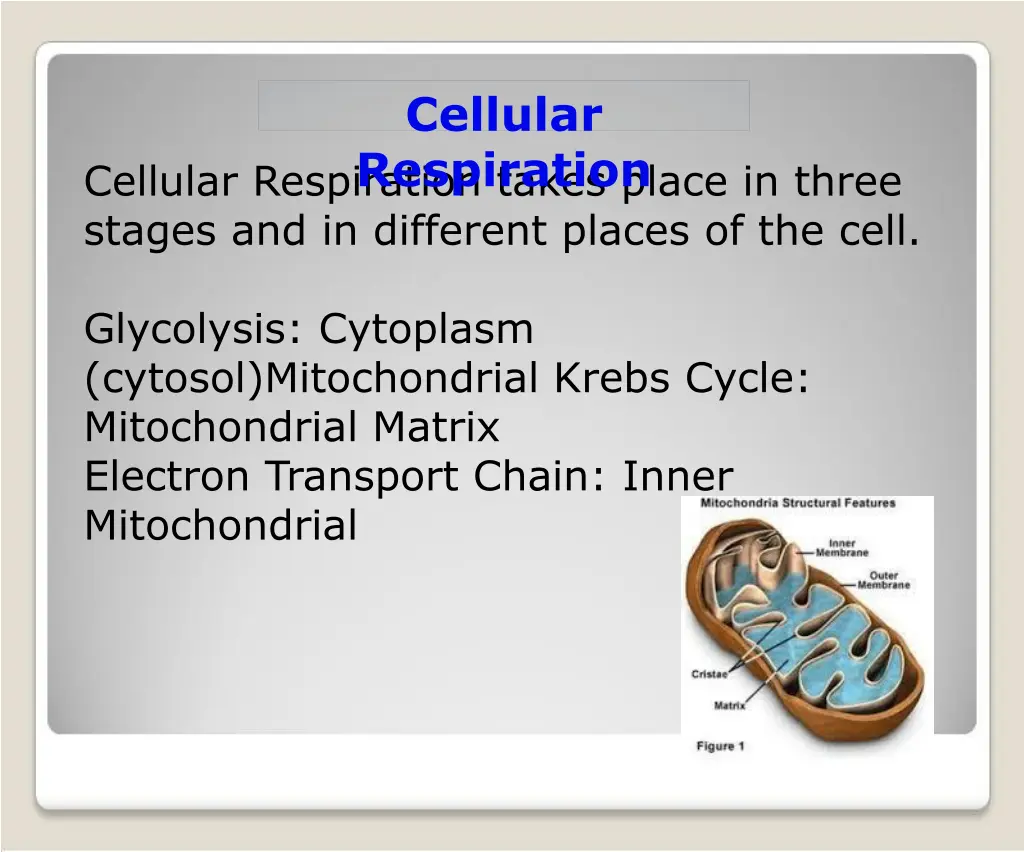 cellular respiration 5