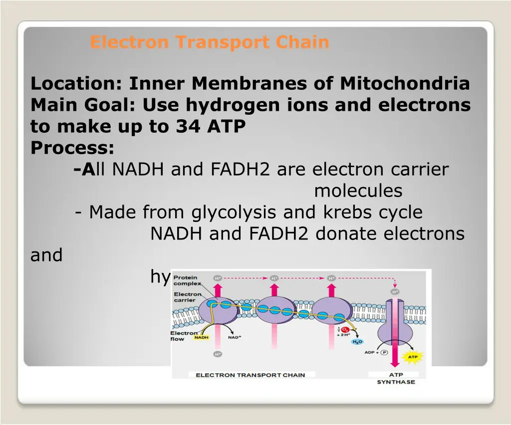 electron transport chain