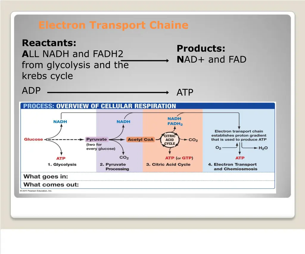 electron transport chaine