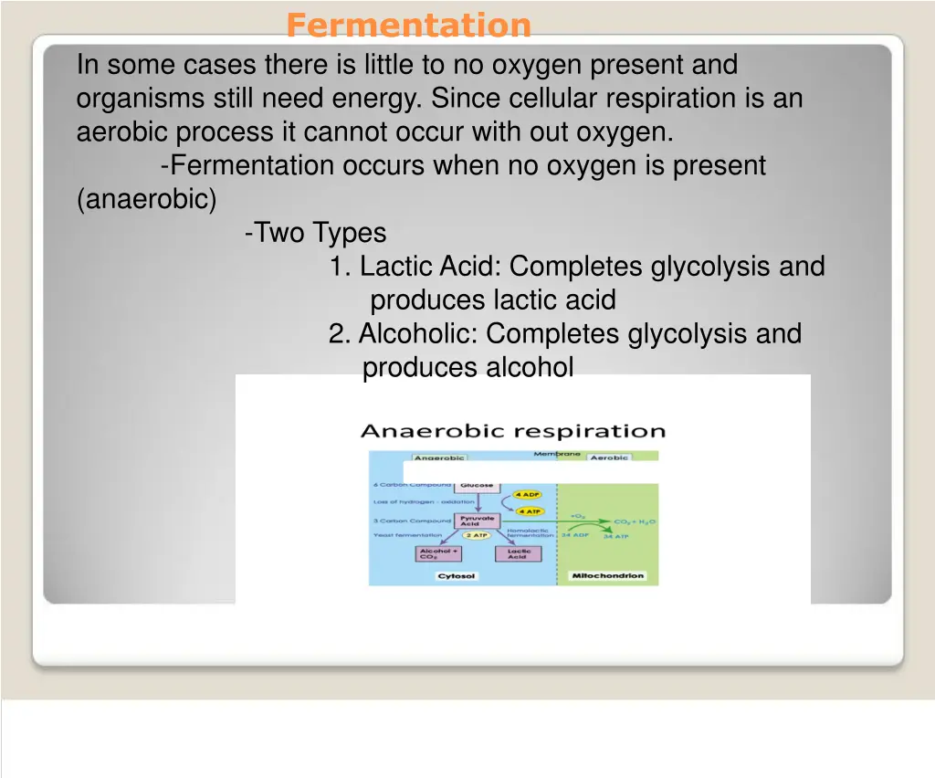 fermentation