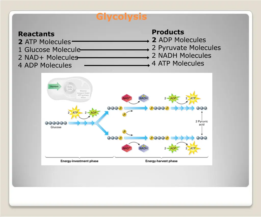 glycolysis 1