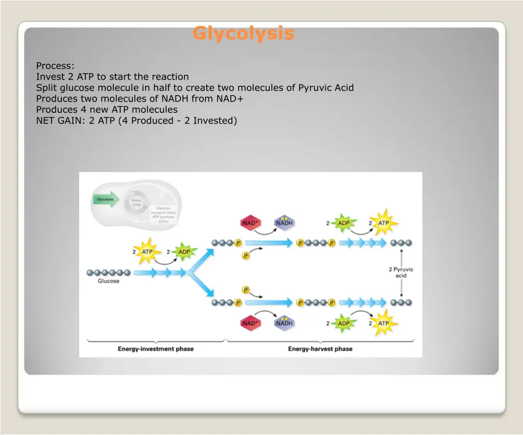 glycolysis