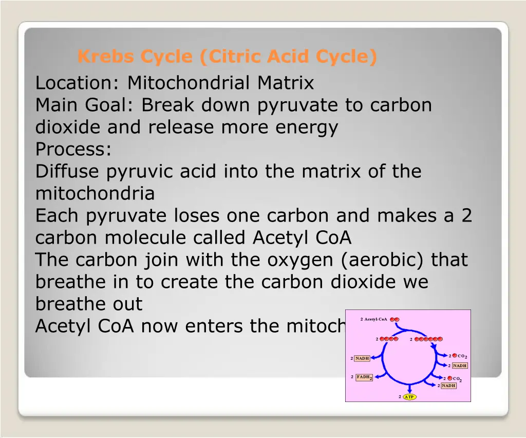 krebs cycle citric acid cycle location